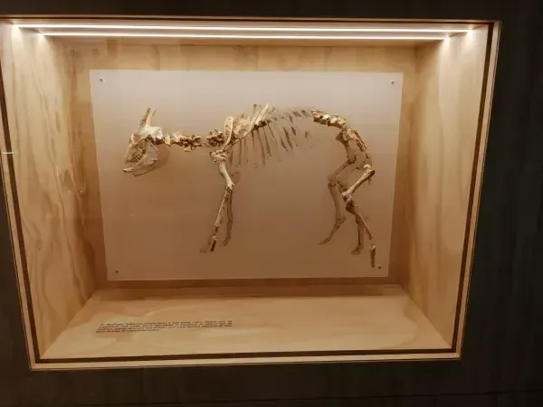 Sala de Prehistoria