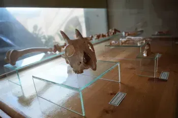 Sala de Prehistoria